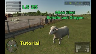 Alles über Schafe und Ziegen 🤗  LS 25 – Tutorial – deutsch [upl. by Loree]