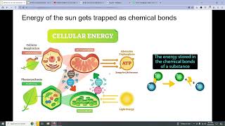 AP BIO 31 to 33 [upl. by Eirised]