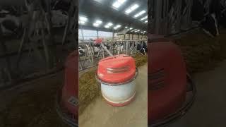 Automatic Dairy Feed Push shorts farming dairy agriculture cow automobile technology viral [upl. by Mccormac938]