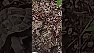 Land turtles mating effort yt newvideo shorts pets animals turtles matingseason [upl. by Ulick]