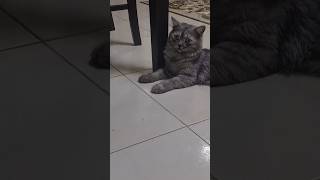 quotMale vs Female Cat Which One Is More Aggressivequot [upl. by Otsirc]