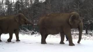 Hope Elephants Morning in the snow [upl. by Ahsinit]