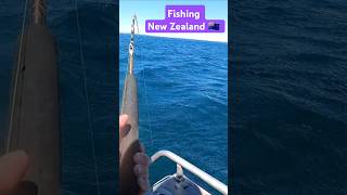 Fishing for New Zealand Seatrout  Kahawai in rough weather fishing fish oceanfishing [upl. by Atelahs328]