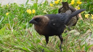 A flock of Brownheaded Cowbirds feeding in a patch of Birdsfoot Trefoil [upl. by Assillam]