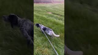 Young English Setter pup will be used for falconry Goshawk and Peregrine falcon falconry peregrine [upl. by Helen]