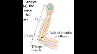 1038 The forearm in Fig 1052 accelerates a 36kg ball at 70 ms2 by means of the triceps musc [upl. by Dnomsad]