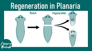 Regeneration in Planaria  Molecular mechanism of regeneration  Stem cell mediated regeneration [upl. by Genaro]