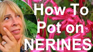 Tropical gardens UK How to Pot and Plant Exotic Nerine Guernsey Lily Bulbs [upl. by Nylodam707]