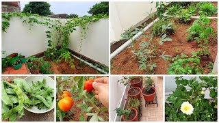 வீட்டு தோட்டம் Garden Update  Home Garden Tour  Garden Tour in Tamil  Veetu Thottam Tips in Tamil [upl. by Emearg]