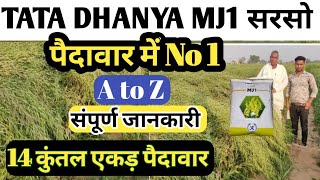 Tata Dhanya Mustard MJ1 Sarso ki top variety 2024 सरसो की टॉप वैरायटी 2024 sarso ki kheti [upl. by Heringer]