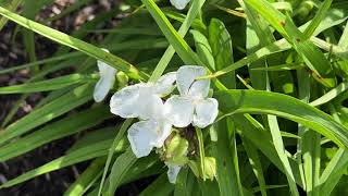 Tradescantia Virginiana Virginia Spiderwort color Varieties 16 [upl. by Liamsi]