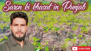 Sarson ki khasat in Punjab [upl. by Nivla]