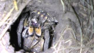 Wolf Spider Killing Cricket [upl. by Nette127]