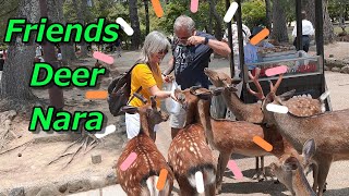 We are friends through deer Grounds of Todaiji Temple Nara park Deer [upl. by Jurkoic]