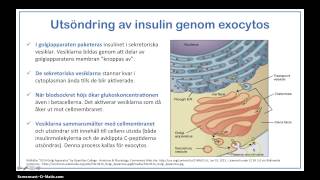 Syntes modifiering och utsöndring av insulin [upl. by Lathrop]