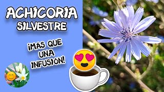 🌿Cómo cultivar y cosechar ACHICORIA ☕️ HOJAS y CAFÉ 🌱 Siembra y consumo Beneficiosa para la salud 😍 [upl. by Llertak]