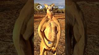 Kangaroo  The Boxer [upl. by Schwenk571]