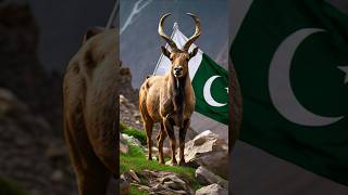 Pakistan zindabad viralshortyoutub happyindepedenceday shortstrending shortsvideo [upl. by Garrot]