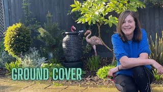 Planting Ground Cover Herbs Zinnias amp A Miniature Ficus 🌸🌺 [upl. by Mulderig]