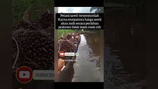 Petani sawit tersenyumlah harga sawit akan naik trendingshorts sawit sawitunggul prabowohariini [upl. by Goebel]