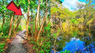 Gumbo Limbo Trail Everglades National Park Florida Walking Tour [upl. by Ahseenyt]