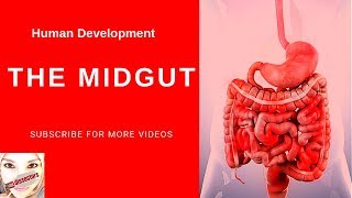 Special embryology  Development of the Midgut [upl. by Adnirol]