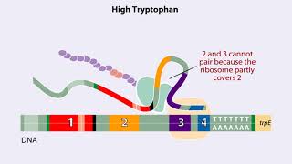 Trp operon Animation [upl. by Konstantin721]