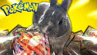 NOTRE LAPIN VEUT PACKER DRACAUFEU VMAX  DUEL OUVERTURE POKEMON [upl. by Dasya711]