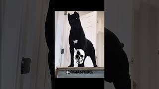 Out of control bulldogs wheeliegoodtreats dogsoftiktok shopsmallbusiness funny bulldog dogs [upl. by Eirrol616]