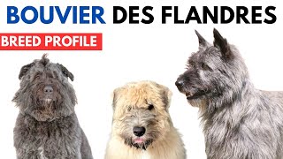 Bouviers des Flandre Breed Profile History  Price  Traits  Bouviers des Flandre Grooming Needs [upl. by Arraet]