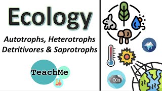 41  Autotrophs Heterotrophs Detritivores Saprotrophs  IB Biology  TeachMe [upl. by Aloise]