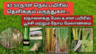 நெல் 40நாள் பயிரில் பூச்சி மற்றும் நோய் மேலாண்மை [upl. by Lalaj160]