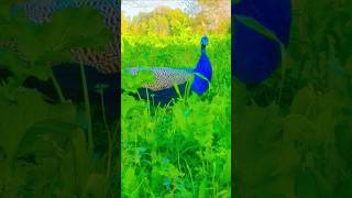 Beautiful peacock enjoy green field peacock peafowl mor shorts [upl. by Oicatsana21]