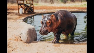 The loss of our Beloved Hippo Humpty  Sheldrick Trust [upl. by Ardnuyek52]