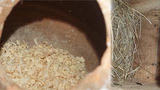 nesting kr li love birds na ab eggs 😍🤩MA Pets Zone trending viralvideo petsvloging vlogs fyp [upl. by Teryl]