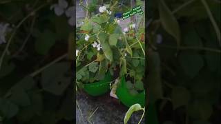 Plants🌱 hamko Bahut kuch dete haivideo gardening youtubeshorts [upl. by Roselani]