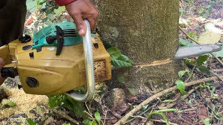 TREE CUTTING AT GARDEN SIDE👌 BIGG TREE CUTTING 🔥 AMAZING CUTTING BY SHAREEF 🪵 [upl. by Rafaelof142]