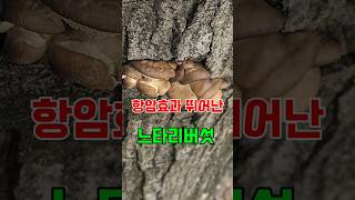 🍄항암효과 뛰어난 야생 느타리버섯 [upl. by Ehsom]