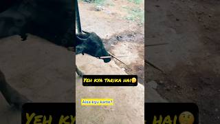 Kyu karte aisa 🤔 rooftop GOAT farming facts earn farm pets animals [upl. by Atiekal221]