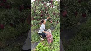 Amazing apple fruit farming viral girl trending video fruitcuttingThakornaynafrood Part 73 [upl. by Wie]