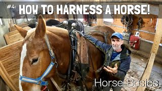 HORSE BASICS 4 How to Harness a Horse [upl. by Nyrrek]