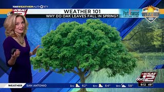 Why do live oak leaves fall in Spring [upl. by Diaz419]