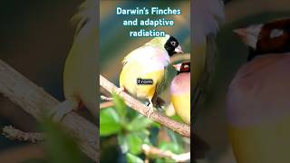 Adaptive radiation  the story of Darwins finches speciation diversification evolution shorts [upl. by Thorstein]