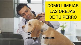 Cómo Limpiar las Orejas de tu Perro perros [upl. by Gathard144]