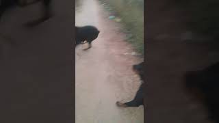 Rottweiler vs Doberman fight [upl. by Yssirhc]