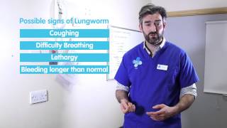 Keeping your dog safe from Lungworm [upl. by Knowling]