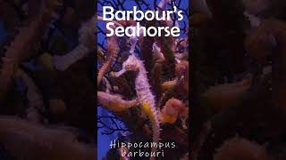 Barbours SeaHorseHippocampus Barbouri [upl. by Eerazed526]