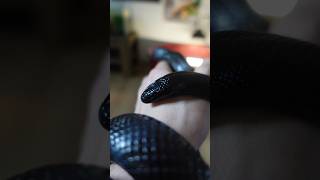 🐍Serpente illegale in Italia [upl. by Annez]