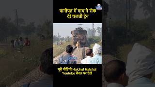 चलती ट्रेन के आगे आई गाय रोक दी ट्रेन लोगों की लगी भीड़ haryanahalchal ytshorts panipat yt [upl. by Ehav]