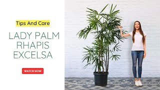 Care of Rhapis PalmLady Palm  roots and shoots [upl. by Lerrud664]